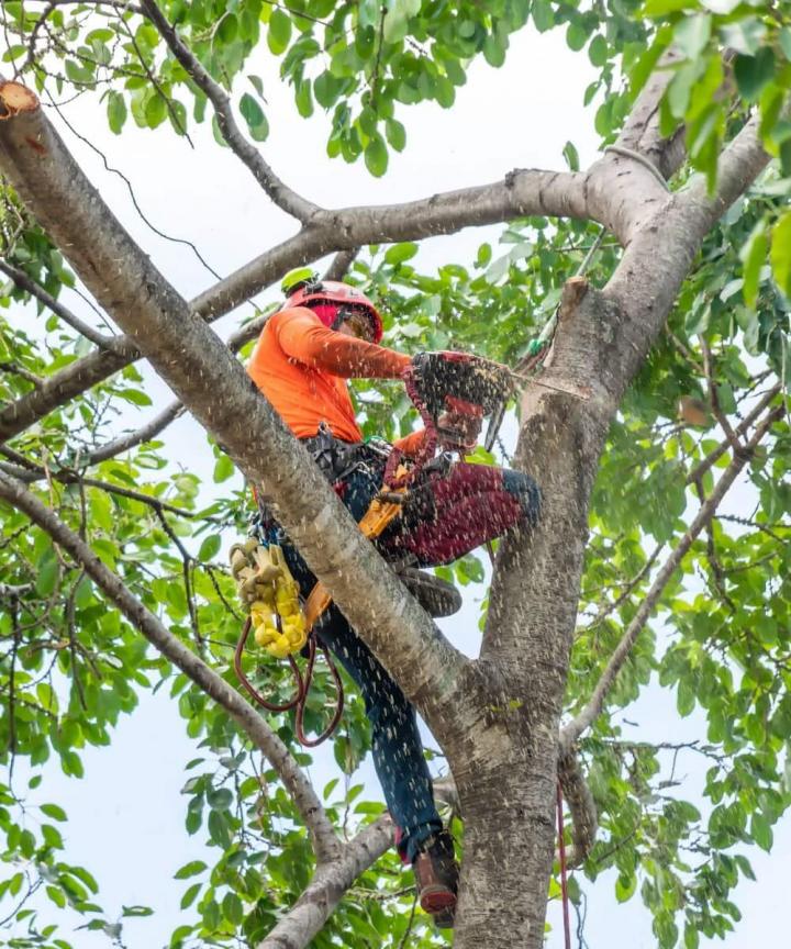Abattage d’arbres en toute sécurité.