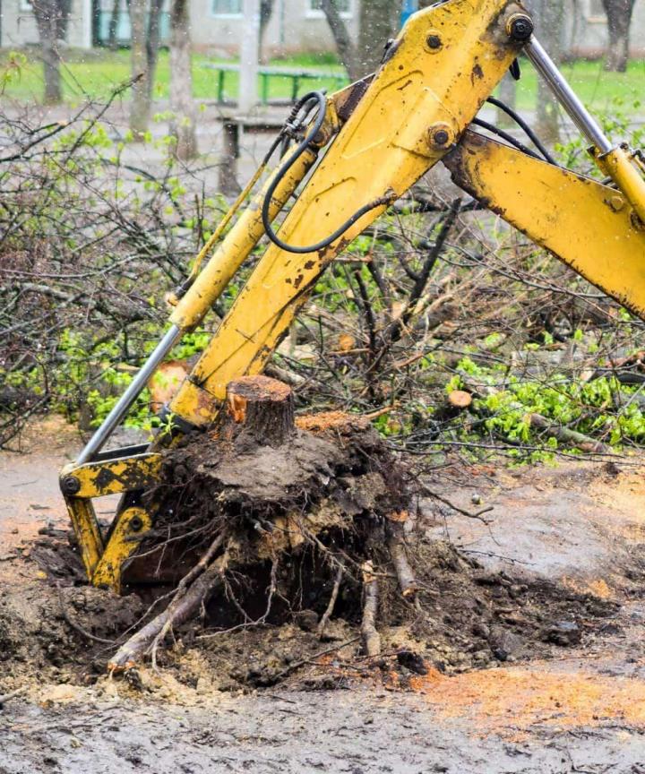 Dessouchage d’arbres dans le respect de l’environnement.