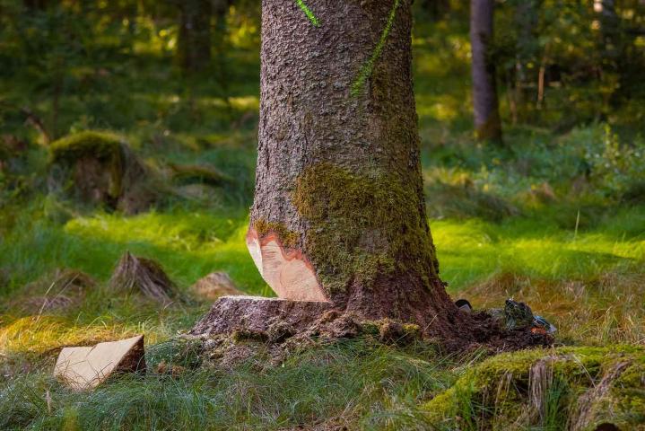 Dessouchage d'arbres, Claye-Souilly