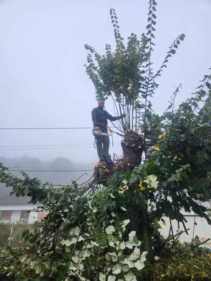 Abattage d'arbres Meaux