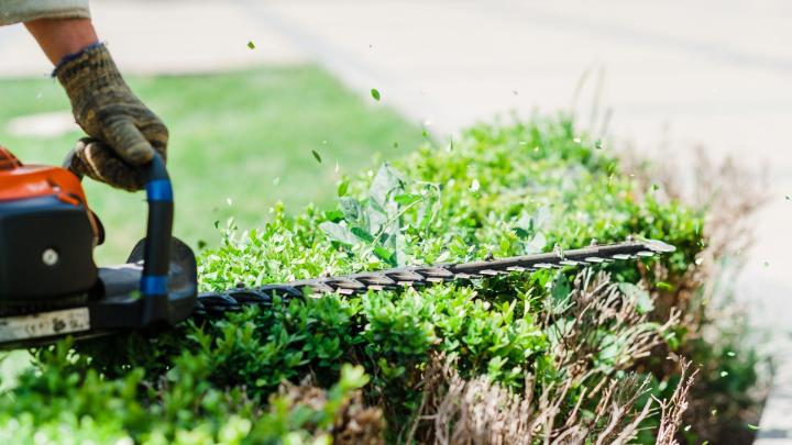 Intervention taille de haie Meaux