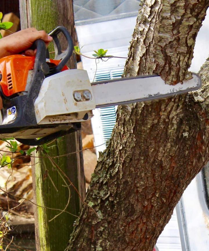 Travaux d’abattage d'arbres Meaux