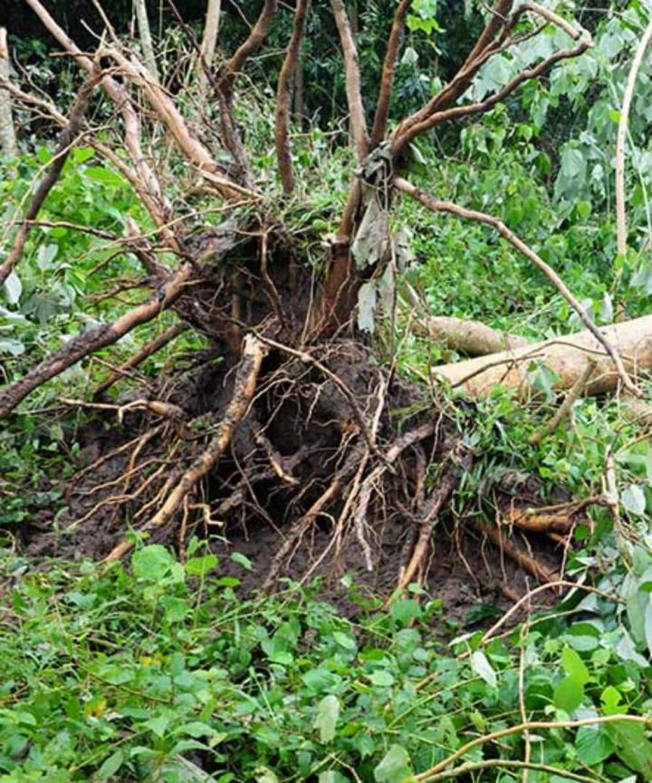 Opération de dessouchage d'arbres Meaux