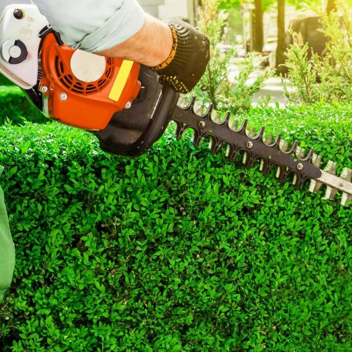 Taille de haie Meaux