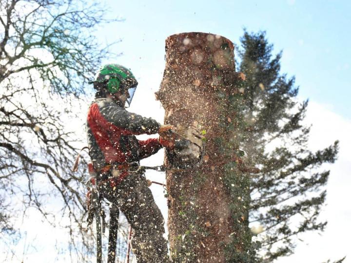 Travaux d’abattage d'arbres Meaux